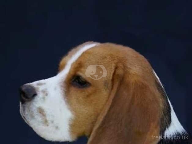 Adult beagles cheap for sale