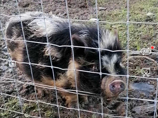 Friendly 1 Yr old Kuan Kuan male pig free to a good home in Armagh