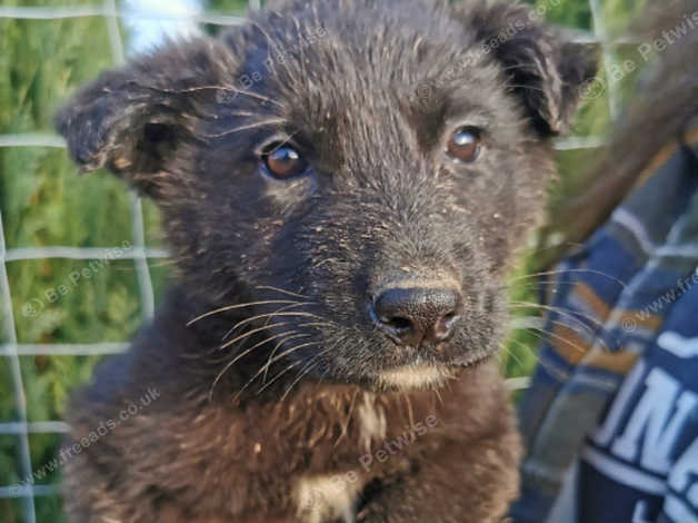 German Shepherd Puppies For Sale in Ebbw Vale NP23 on Freeads ...