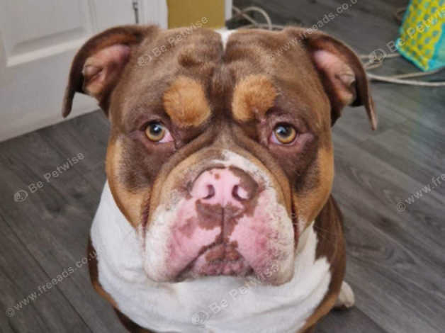 Chocolate tri olde english 2024 bulldogge