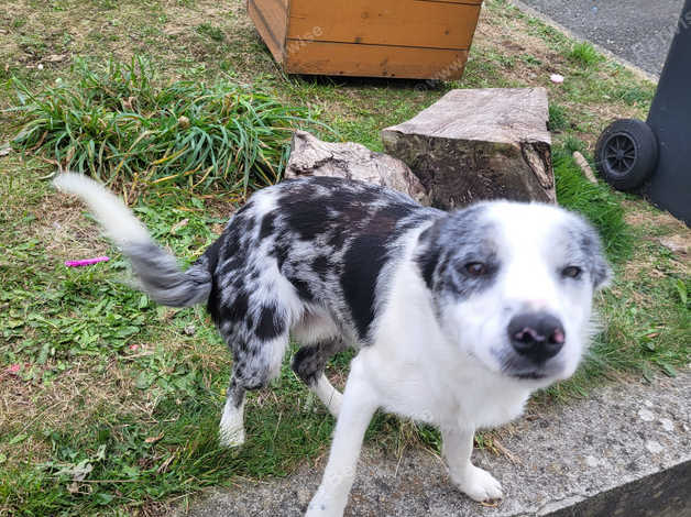 Beautiful blue merle collie dog