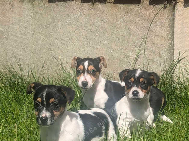 Beautiful Jack Russell Pups In Bishop Auckland DL14 On Freeads ...