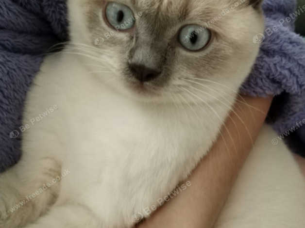 British Shorthair Lilac Colour Point In Ipswich Ip4 On Freeads