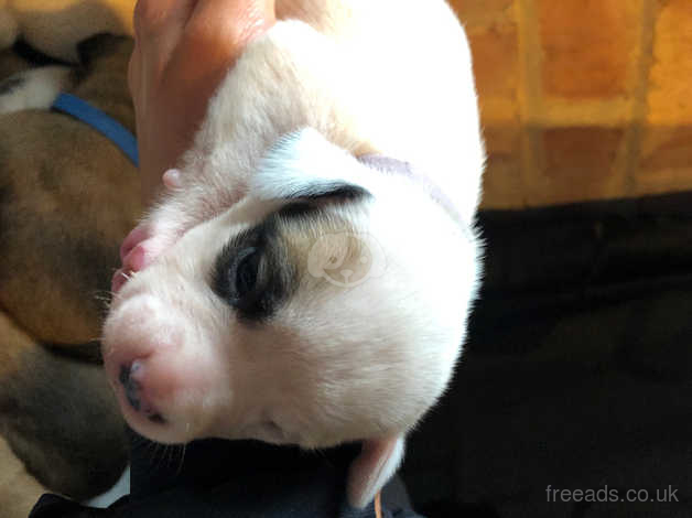 american bullweiler puppies for sale