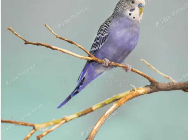 Rare Female Purple Budgie For Sale Southall in Southall on Freeads ...