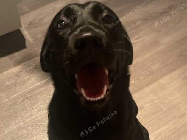 Female One Year Old Labrador In Manchester On Freeads Classifieds 