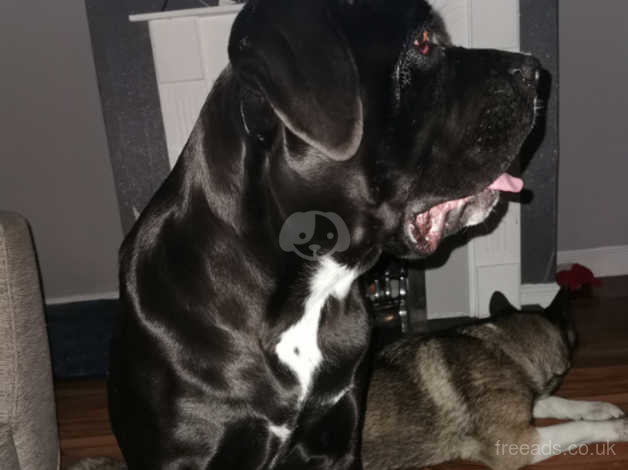 12 Month Old Female Cane Corso With Papers In Mansfield