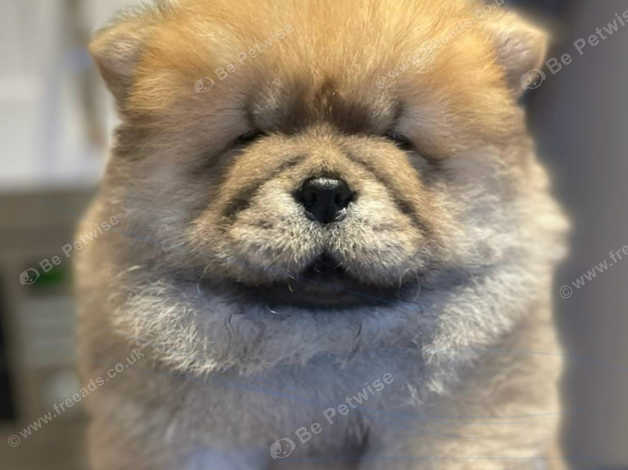 Micro chow cheap chow