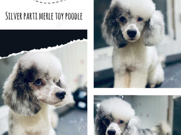 Merle poodle clearance stud