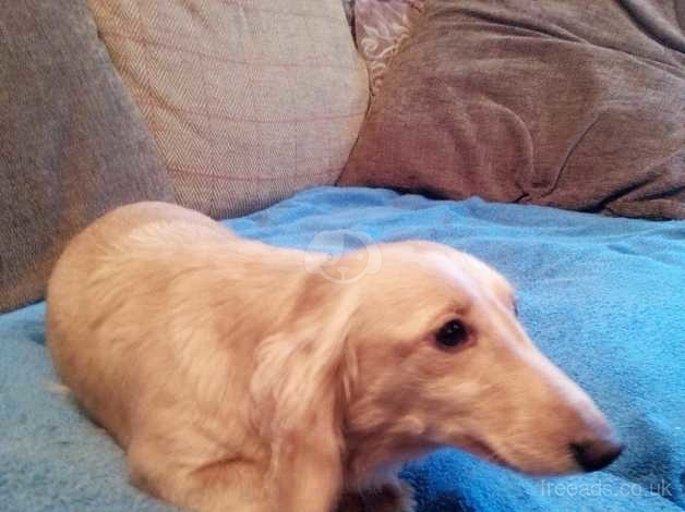 Dachshund Mini Long Haired Cream Female Puppy For Sale In Lytham