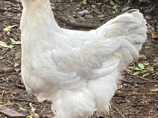 2 Isabella Brahma Cockerels-14 weeks old Free in Heveningham
