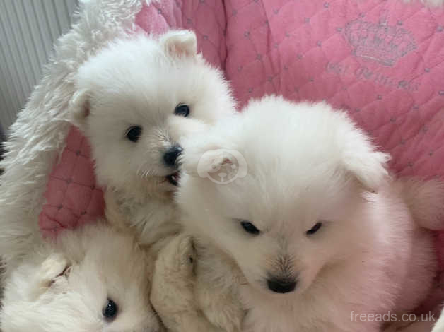 Japanese Spitz Dogs And Puppies In Birmingham Find Puppies And Dogs At Freeads In Birmingham S 1 Classified Ads