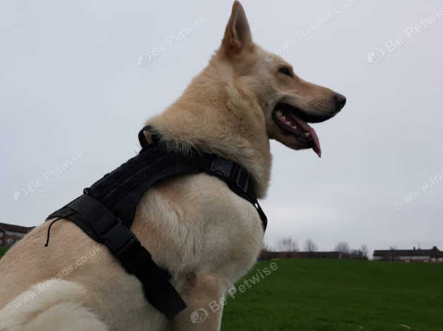 Creme And Fawn Medium Hair Gsd For Stud In Leeds On Freeads