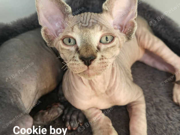 Tica 2024 hairless kittens