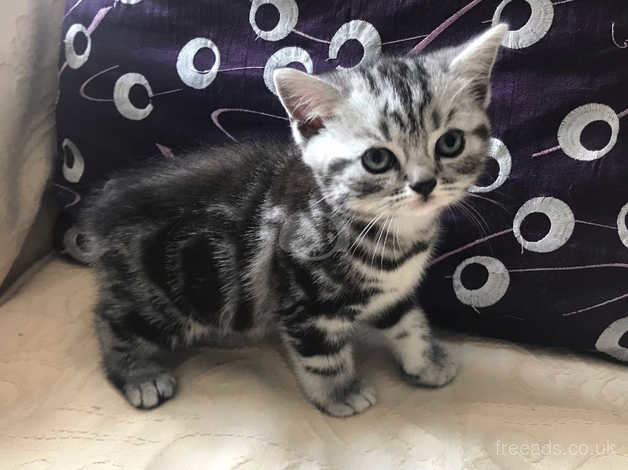 Gorgeous Silver Tabby British Shorthair Kittens For Sale In