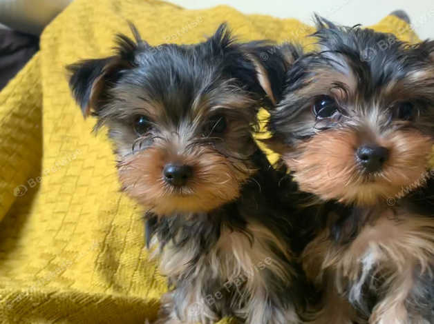 Mini York Puppie Male In Nottinghamshire On Freeads Classifieds