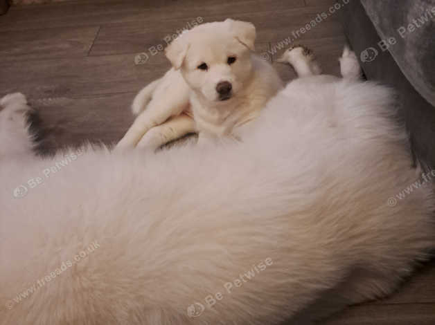 Huskita Puppies , 50% American Akita And 50% Husky. in Stockport SK7 on ...