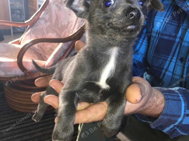 Three Quarter Chihuahua Cross Jack Russell Puppies In Ware Sg11 On