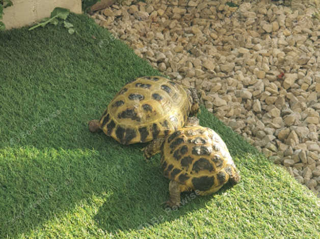 2 Horsefield Tortoises, Female And Male, in Newport NP20 on Freeads ...