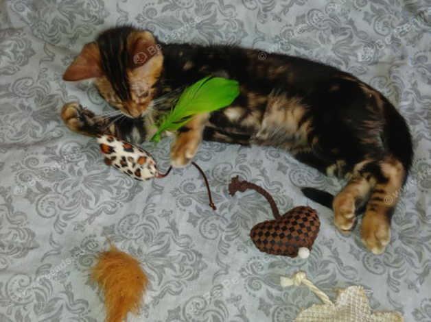 Bengal Kittens and Cats for sale in Newcastle upon Tyne Freeads - Main Image