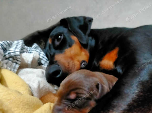 Dobermann Puppies and Dogs for sale in Exeter Freeads