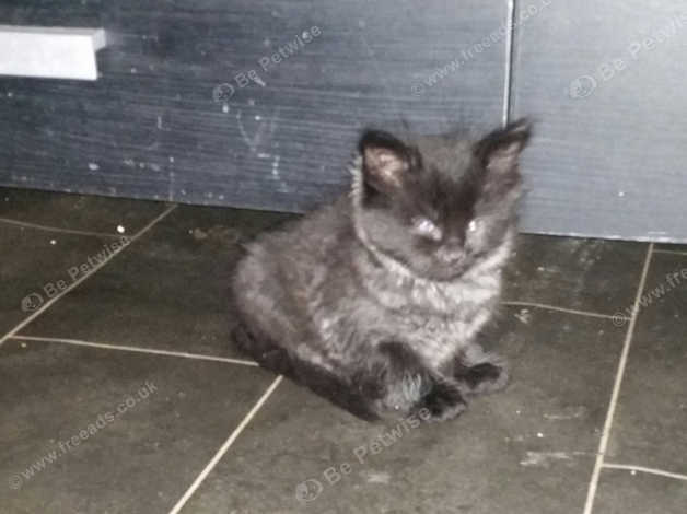 8 Week Old Kittens In Stoke On Trent St1 On Freeads Classifieds
