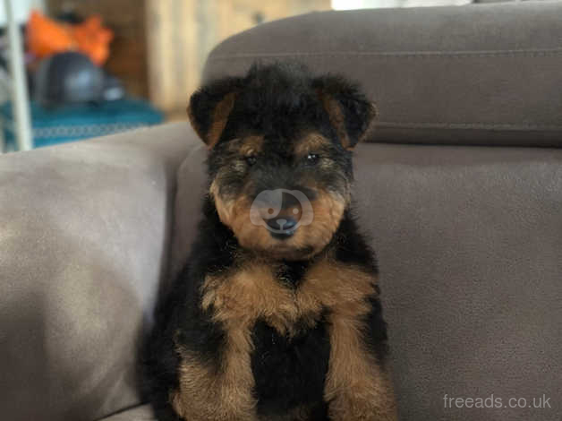 how much are welsh terrier puppies