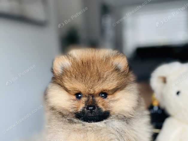 teddy bear pomeranian price