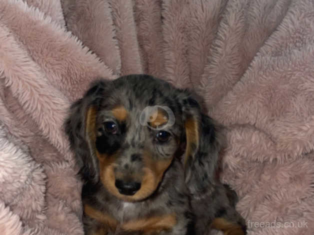 Long haired wiener dog hotsell for sale near me