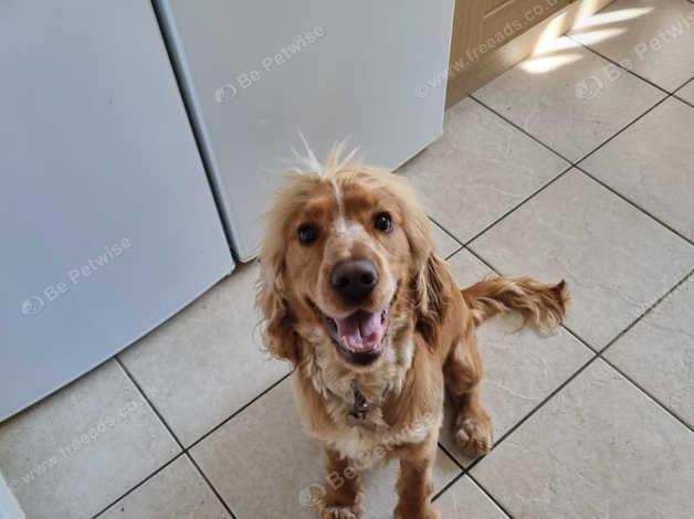 Cocker Spaniel For Rehoming in Hengoed CF82 on Freeads Classifieds ...