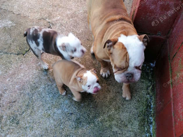 English hound 2024 puppies for sale