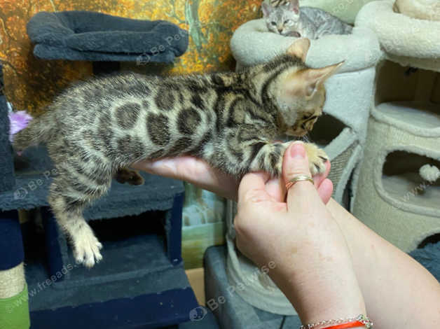 Cats for sale discount
