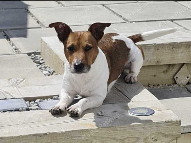 Beagle x jack sales russell for sale