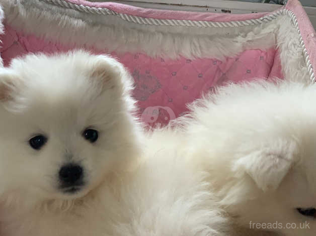 Japanese Spitz Dogs And Puppies Uk Find Puppies And Dogs At Freeads Uk S 1 Classified Ads