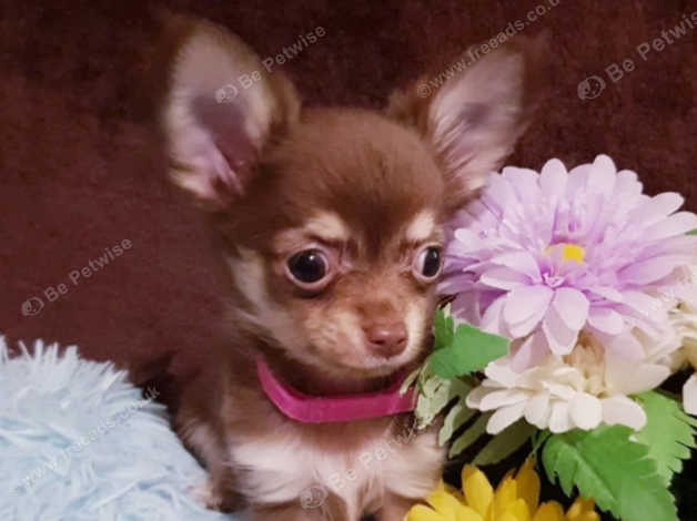 Beautifull Choc And Tan Long Haired Chihuahua Female Puppy In