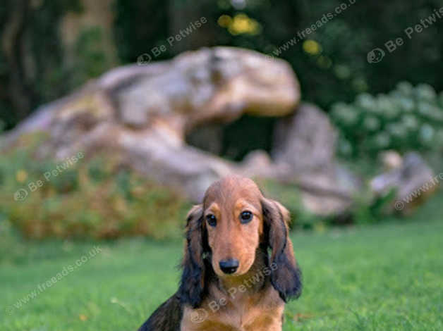 Last One Female Dachshunds Long Haired Standard In Swansea Sa1 On