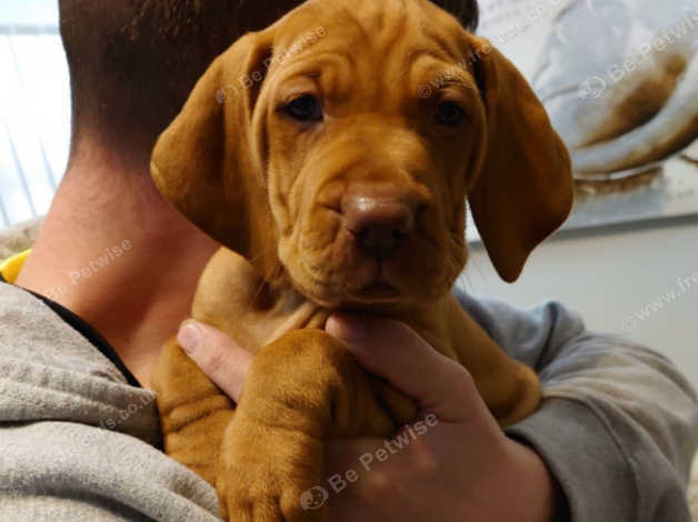 Hungarian vizsla puppies for sale sales near me