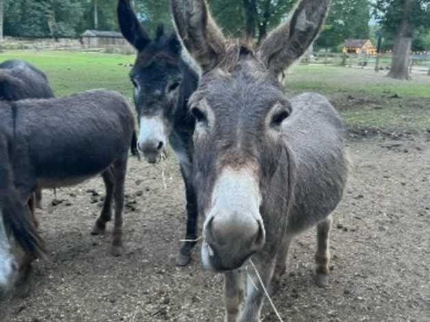 3 Beautiful Donkey Colts For Sale | in Reading, Oxfordshire | Freeads