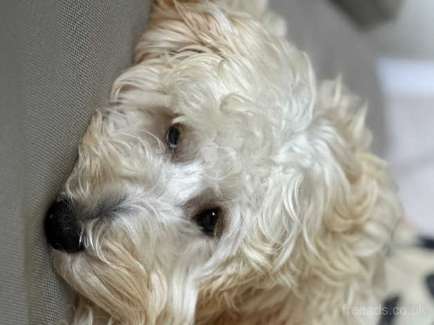 1 Year Old Cockapoo in Bushmills BT57 on Freeads Classifieds ...