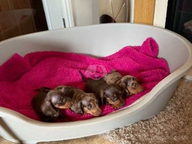 Miniature Smooth Haired Dachshund Puppies For Sale In Neath Sa11