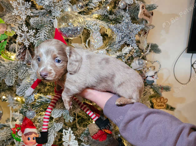 Miniature dapple dachshund puppies best sale for sale near me