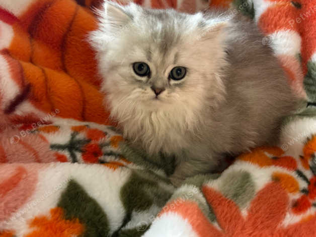 Fluffy Cat in UK Pets Freeads