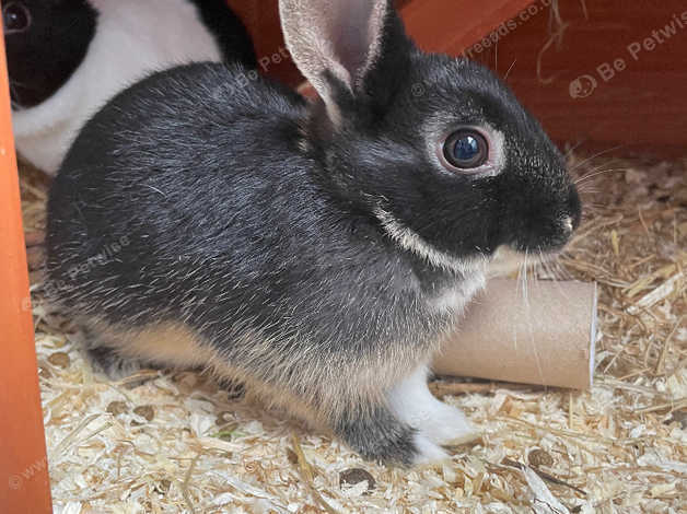 Preloved best sale netherland dwarf