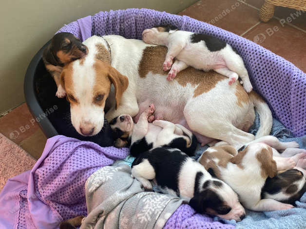 Newborn beagles 2024 for sale