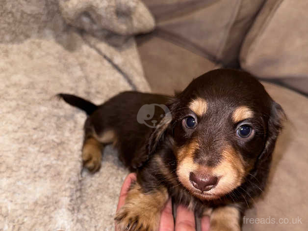 Long haired dachshund puppies near outlet me