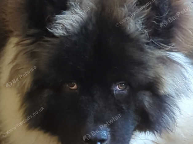 American Akita Long Haired in Exeter on Freeads Classifieds - Akitas