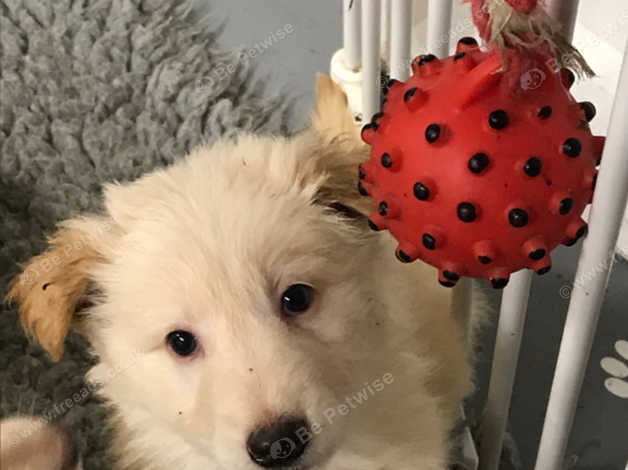 German Shepherd Puppies Champagne Girl Gold Girl Left In Polegate