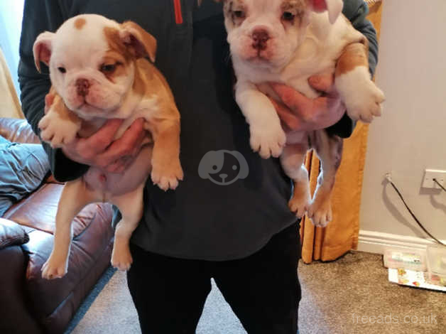 Old english bulldog puppies sales for sale near me