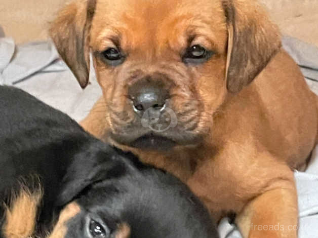 rottweiler boxer mix puppies