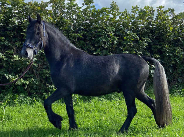 Stunning Grey Fell Pony | in Holywell, Flintshire | Freeads